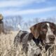 Cei Mai Buni Câini De Vânătoare | Rasă De Câine De Vânătoare