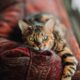 Cele mai frumoase rase de pisici tigrate | Zicala.ro