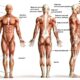 Anatomia Corpului Uman și Rolul Fiecărui Sistem Din Corp