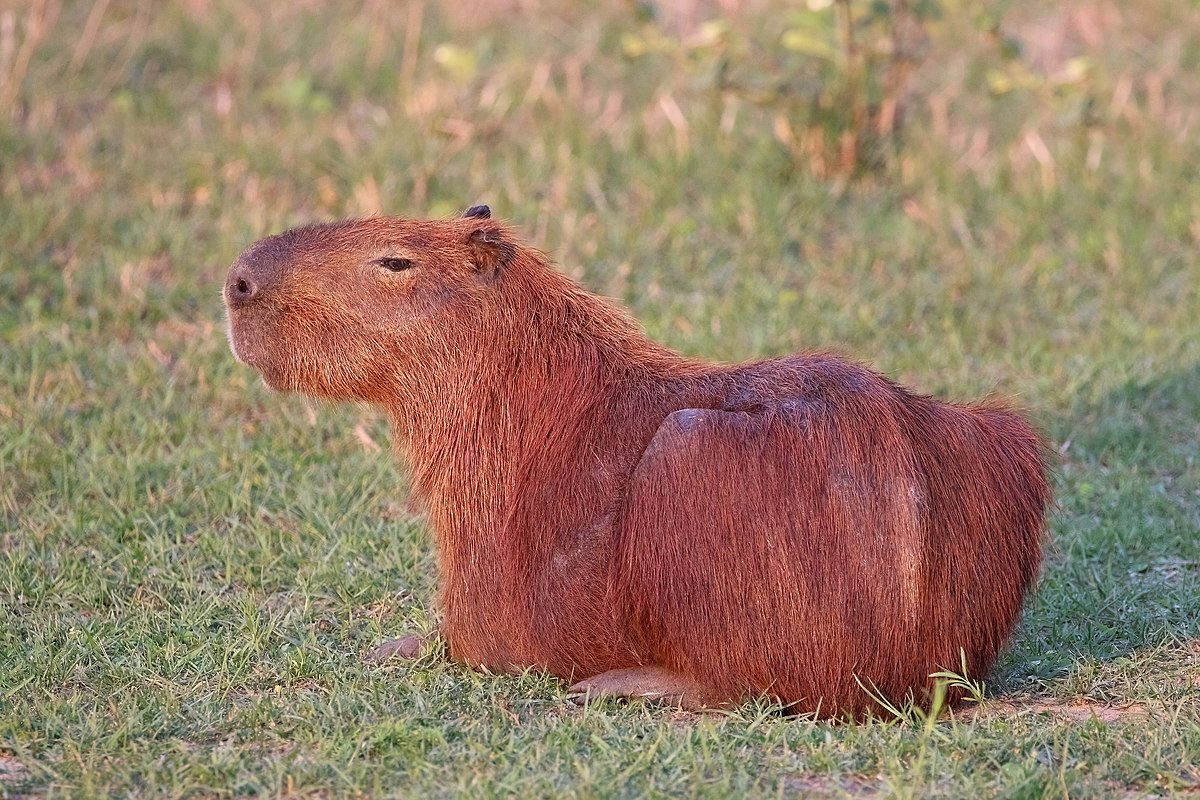 Capibara: Cel mai mare rozător din lume în habitatul său