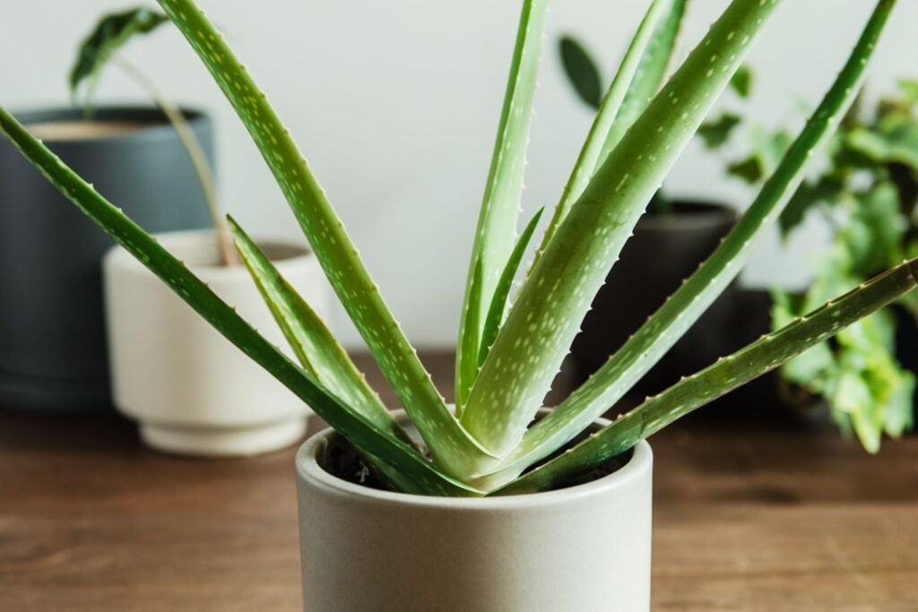 Aloe Barbadensis Miller
