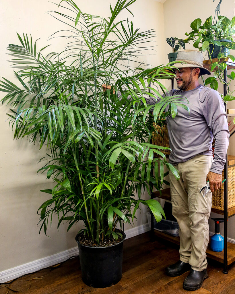 Bamboo palm