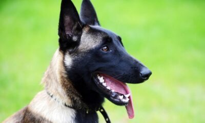 Ciobănesc Belgian: Rolul său în protejarea stăpânilor🐕