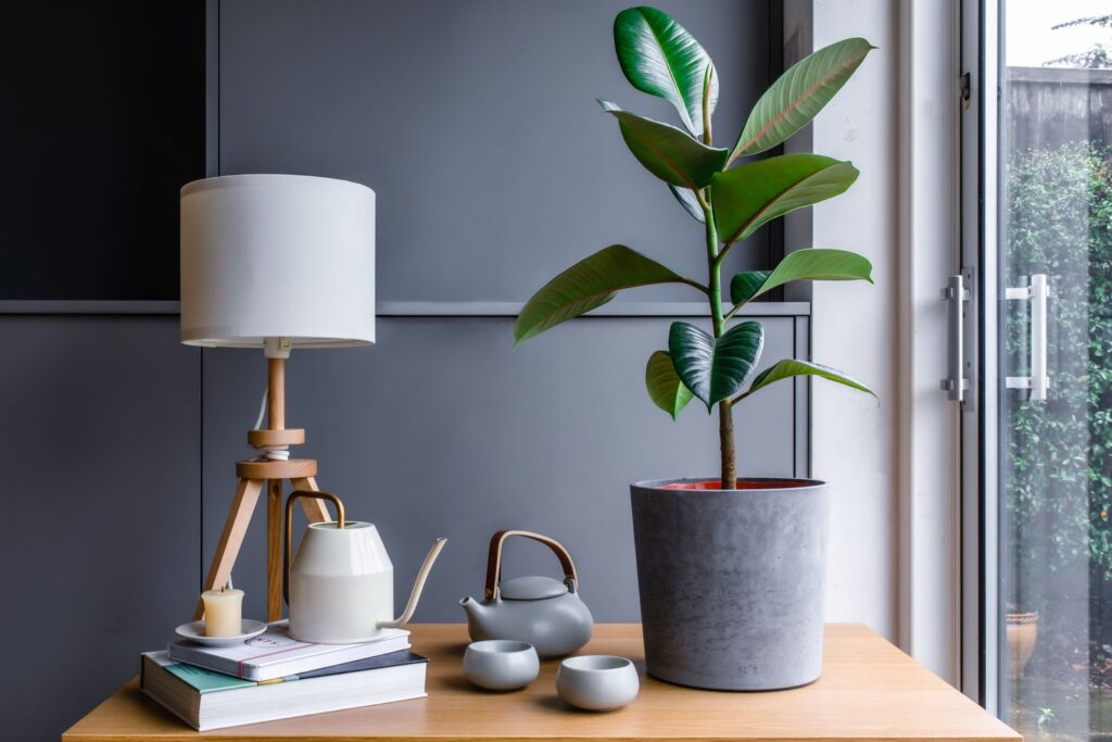 Ficus elastica