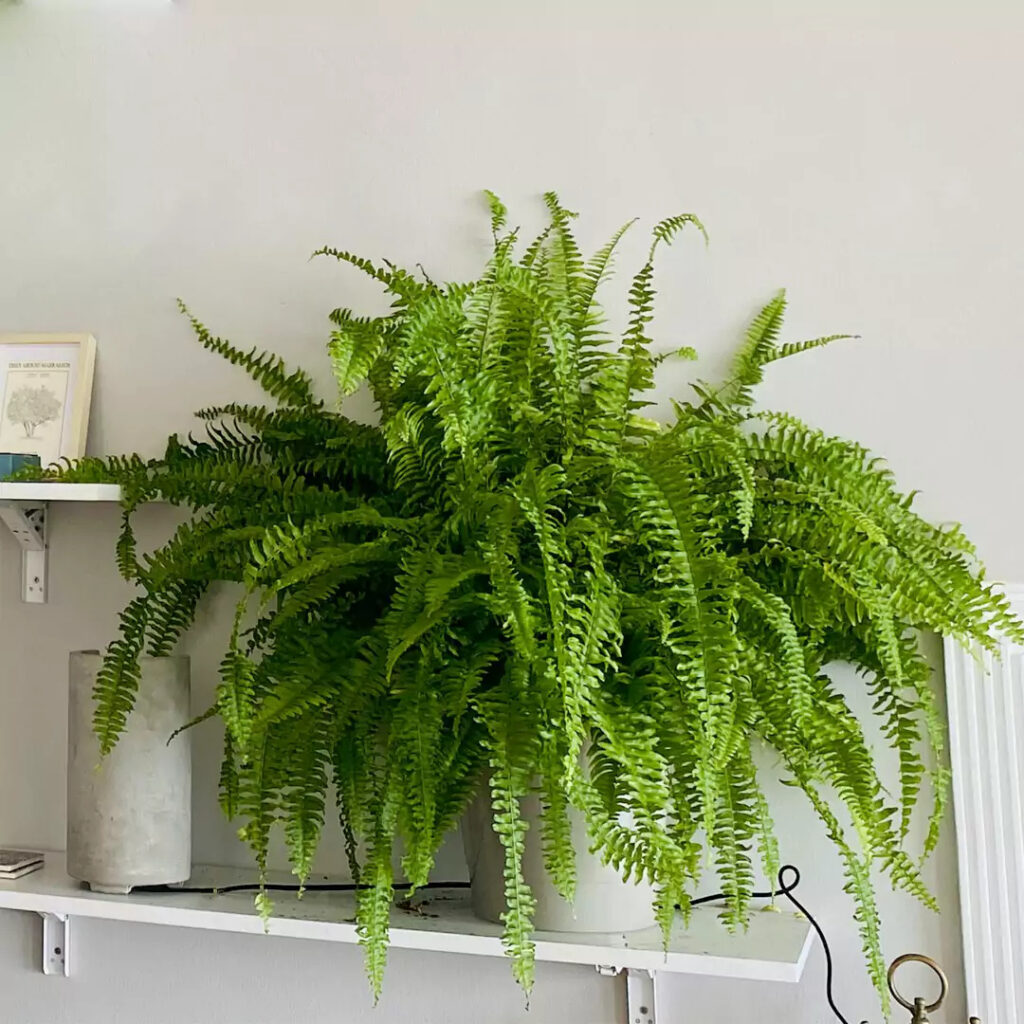 Nephrolepis exaltata
