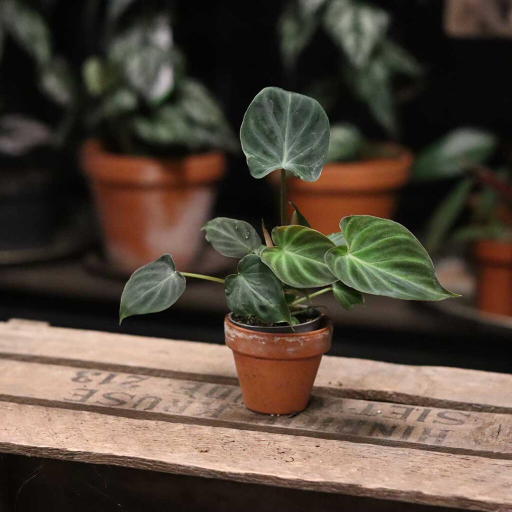 Philodendron
