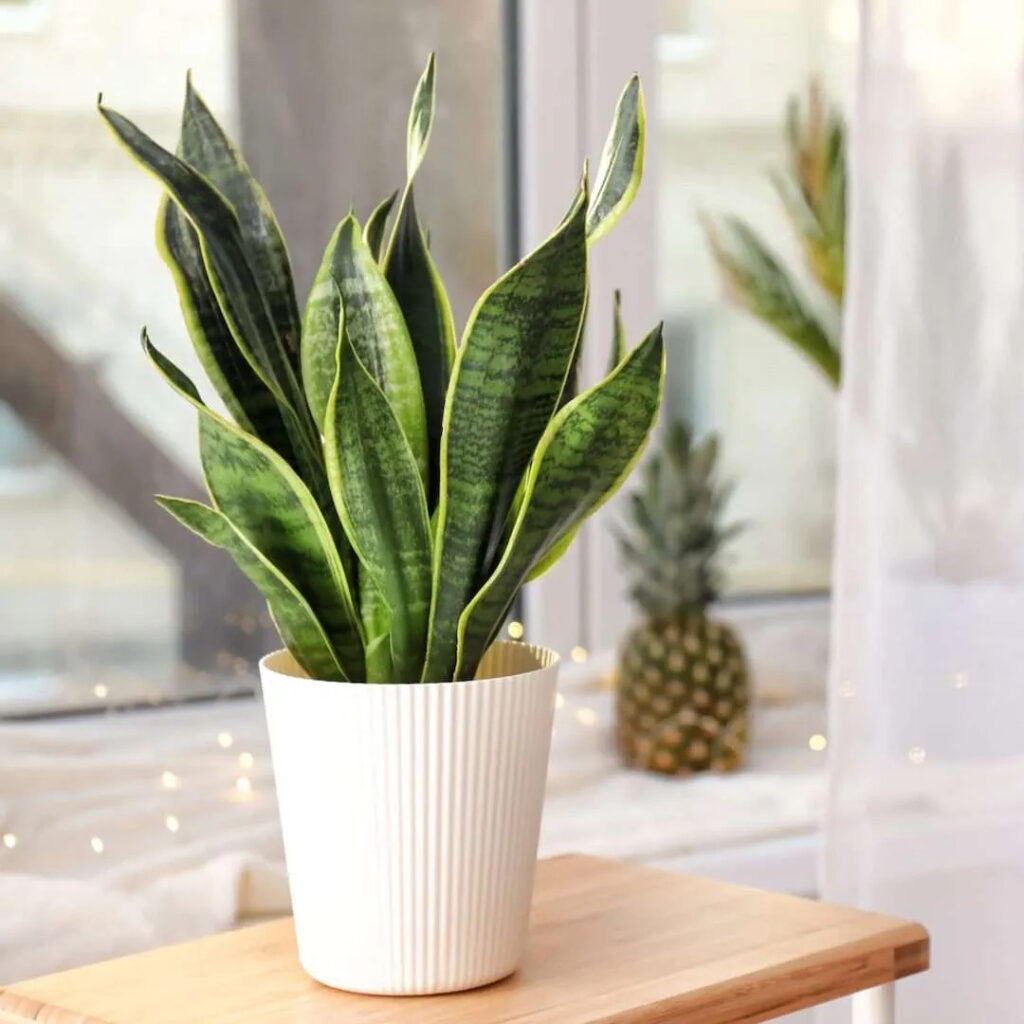 Sansevieria trifasciata