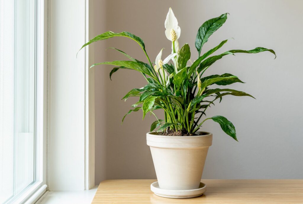 Spathiphyllum spp.