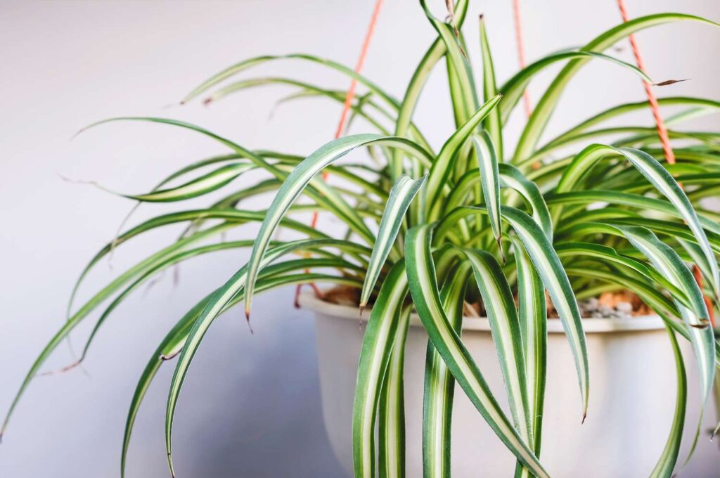 Spider plant
