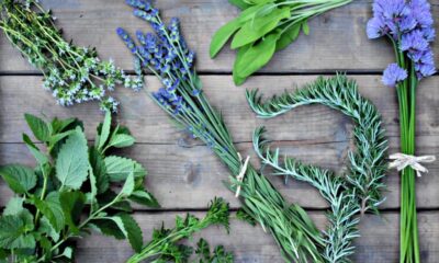 Secrete din natură: Plante medicinale eficiente pentru afecțiuni comune