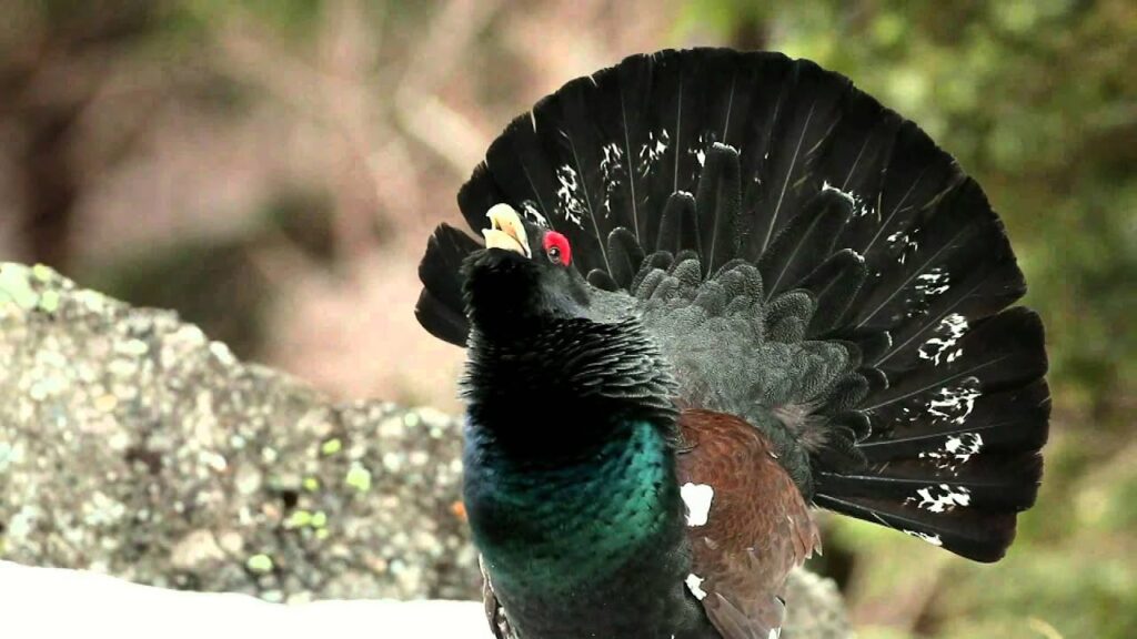 Floră și fauna unice