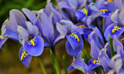 Floarea de Iris - Simbolism, plantare și îngrijire