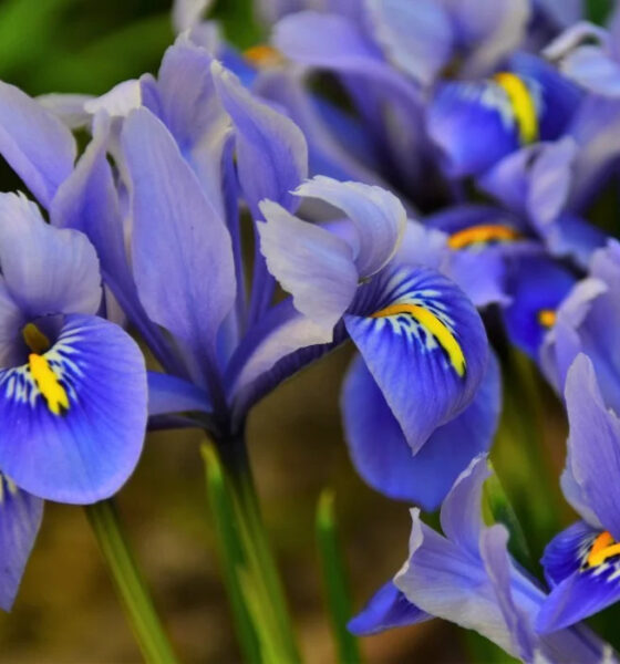 Floarea de Iris - Simbolism, plantare și îngrijire