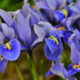 Floarea de Iris - Simbolism, plantare și îngrijire