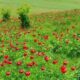 Cum este flora și fauna la câmpie | Zicala.ro