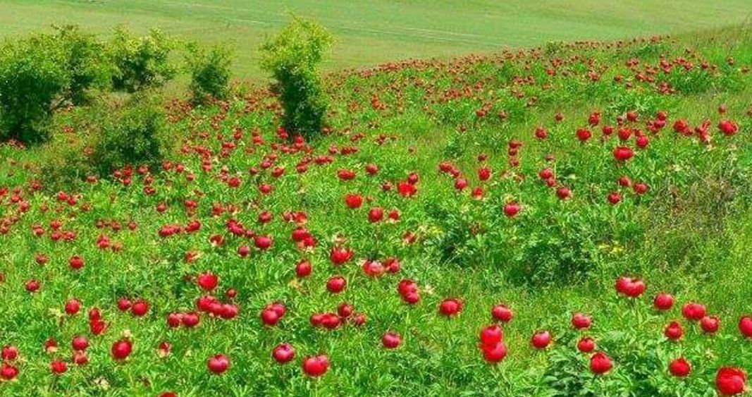 Cum este flora și fauna la câmpie | Zicala.ro