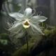 Top 10 flori rare din toată lumea | Zicala.ro