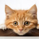 Totul despre panleucopenia felină (FPV) - Boală la pisici