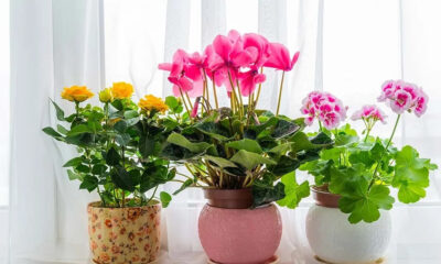 Top 10 plante de apartament cu flori | Zicala.ro