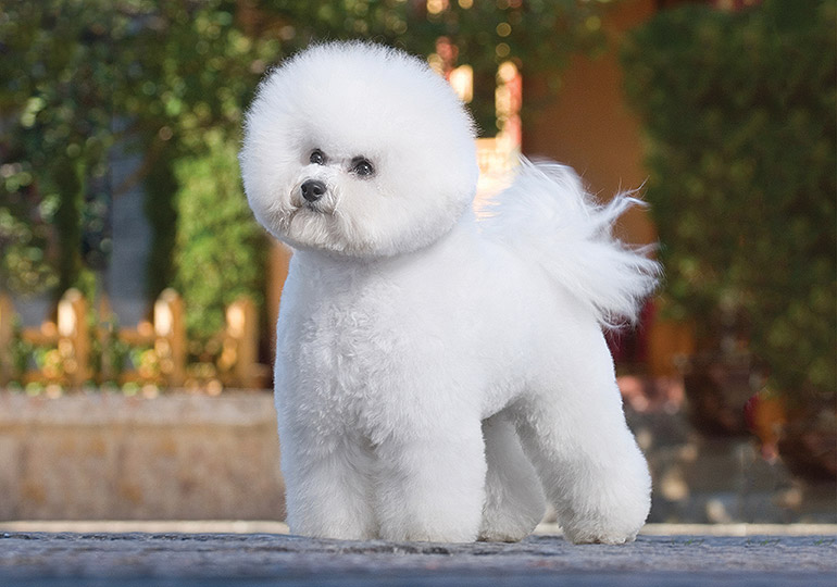5. Bichon Frise