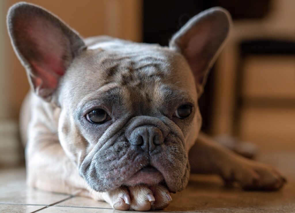 10. Bulldog francez