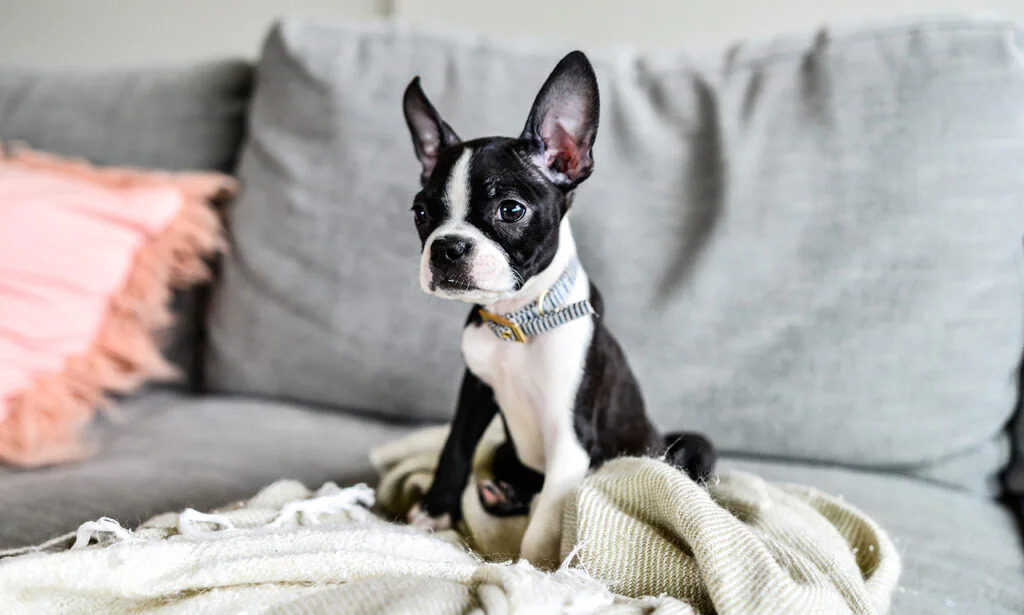 7. Boston Terrier