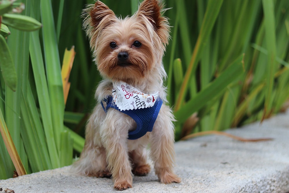 3. Yorkshire Terrier