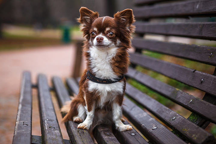 1. Chihuahua