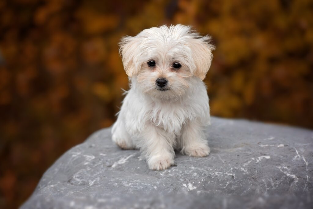 9. Maltese