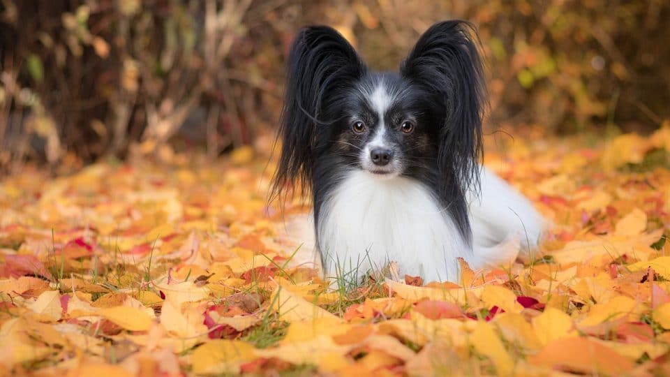 6. Papillon