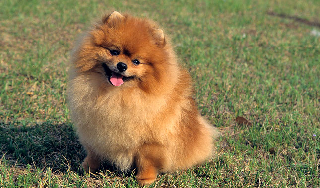 2. Pomeranian