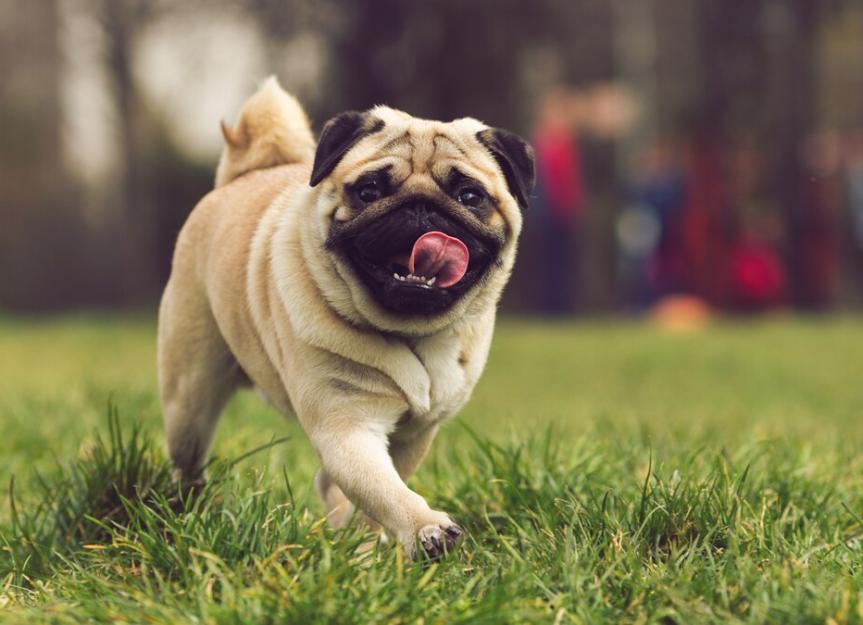 8. Pug