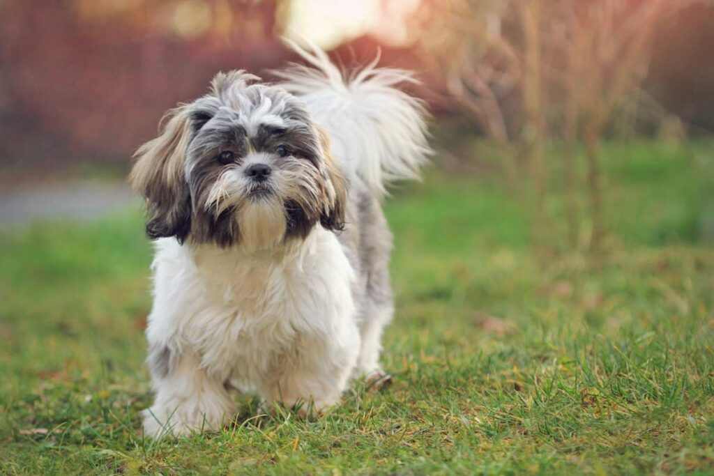 4. Shih Tzu